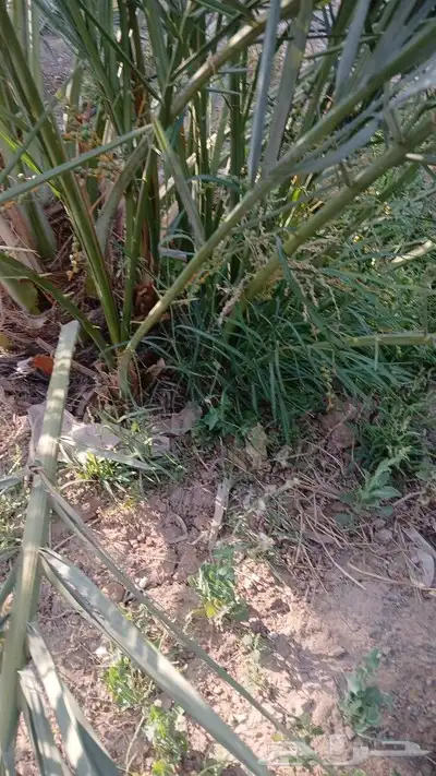 اصاني عجوه كبار 4