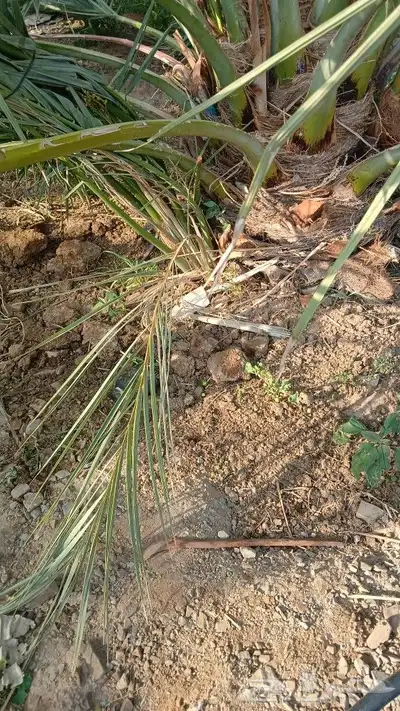 اصاني عجوه كبار 0
