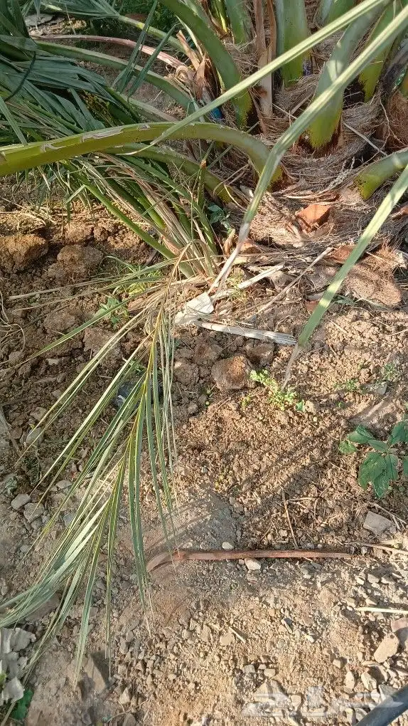 اصاني عجوه كبار 0