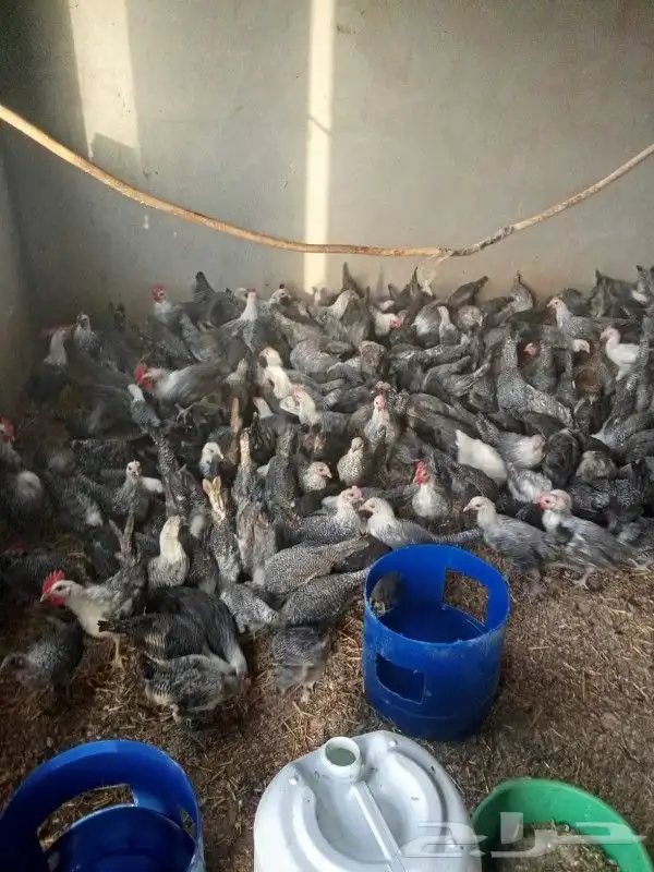 دجاج فيومي 1