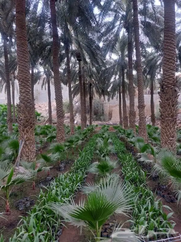 يوجد لدينا نخل واشنطني عربي ملوكي فروخ وشتلات وجميع انواع ال 1