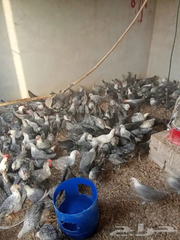 دجاج فيومي 0