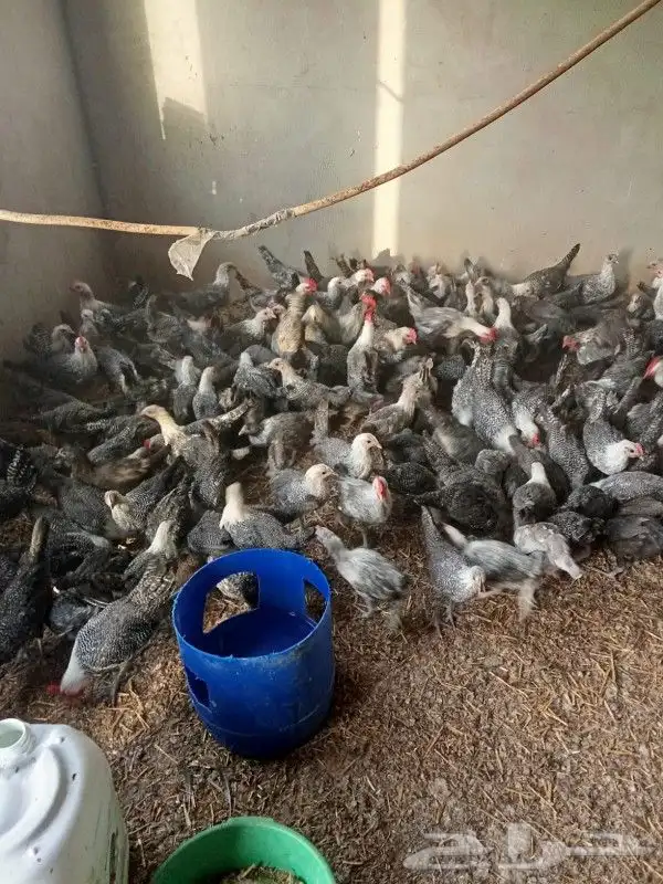 دجاج فيومي 2