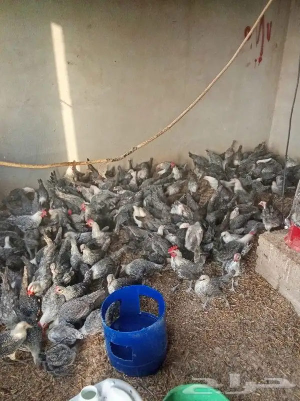 دجاج فيومي 3