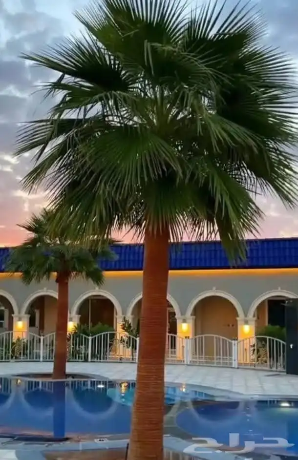 نخيل واشنطني زينه 4