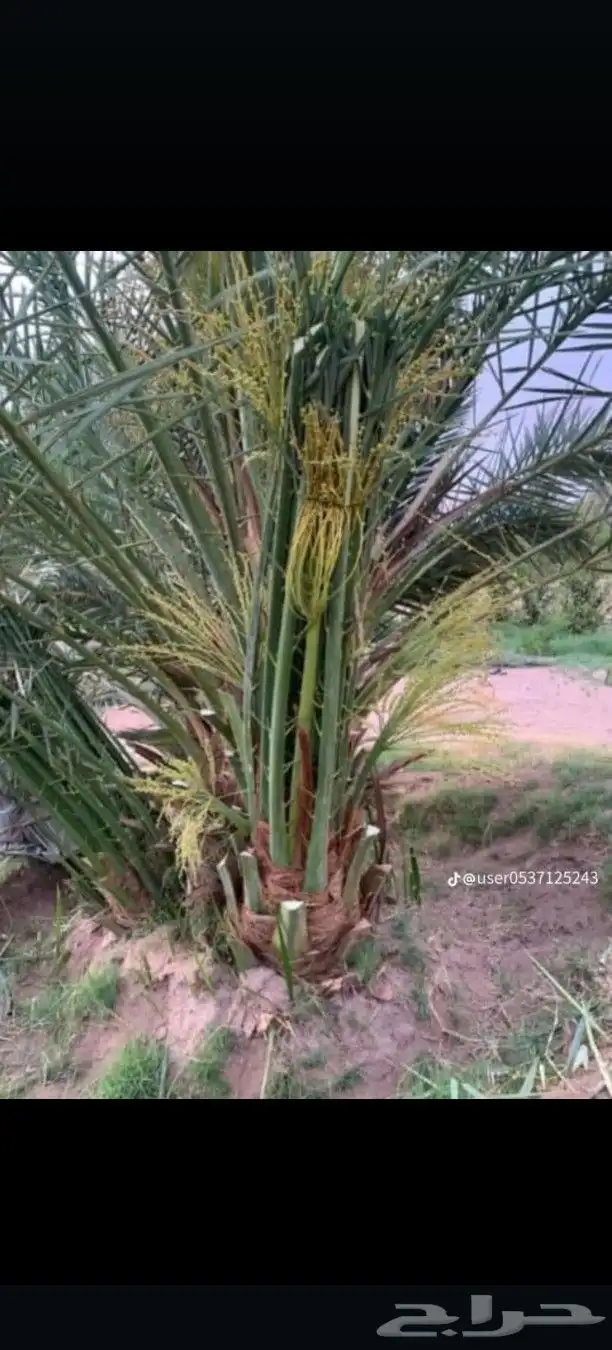 يوجد لدينا جميع انواع النخيل المثمر وتركيب الشبوك 1