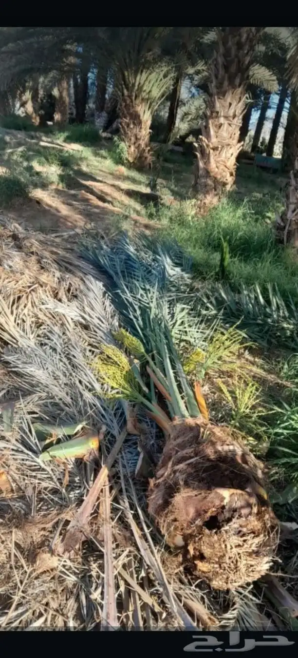 يوجد لدينا جميع انواع النخيل المثمر وتركيب الشبوك 2