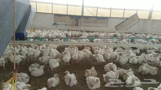 انا مشرف مزارع الدجاج تسمين الابيض واللحم 1