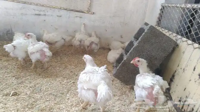 انا مشرف مزارع الدجاج تسمين الابيض واللحم 2
