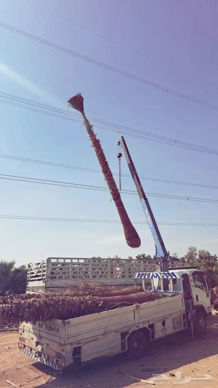 نخل واشنطن للبيع 2