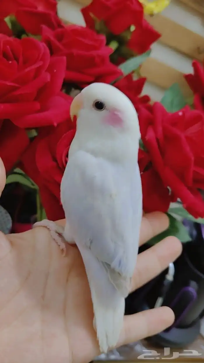 ببغاء الروز أليف لعوب مغرد 9