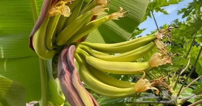 شتلات موز أنياب الفيل نادر طلبية من تايلند 6