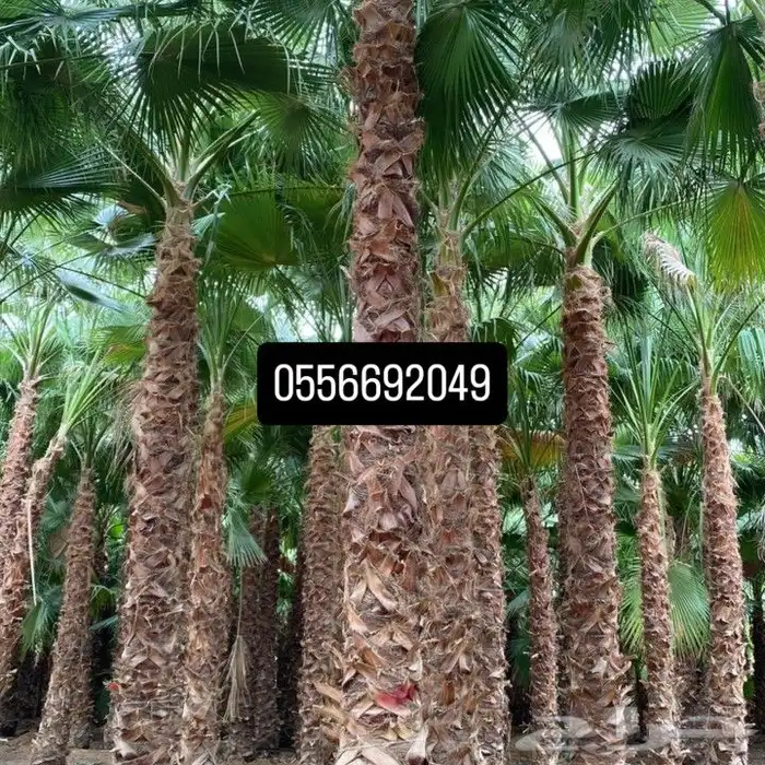 نخل واشنطن للبيع 0