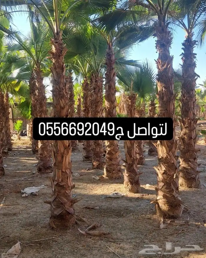 نخل واشنطن للبيع 3