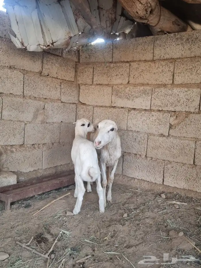 رفيدية معها خروف 0