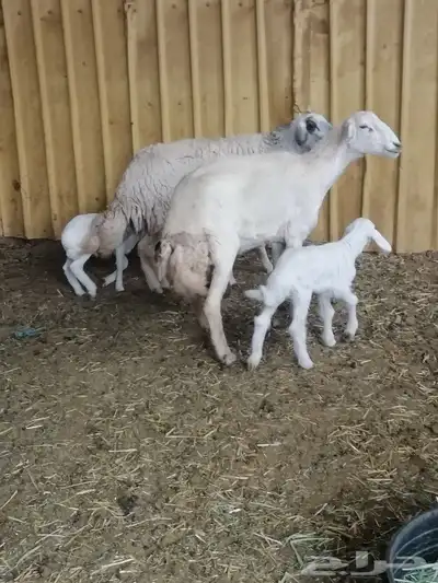 حريات مواليد 0