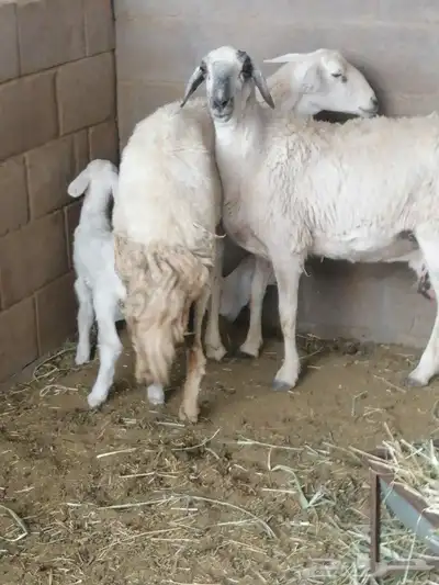 حريات مواليد 4