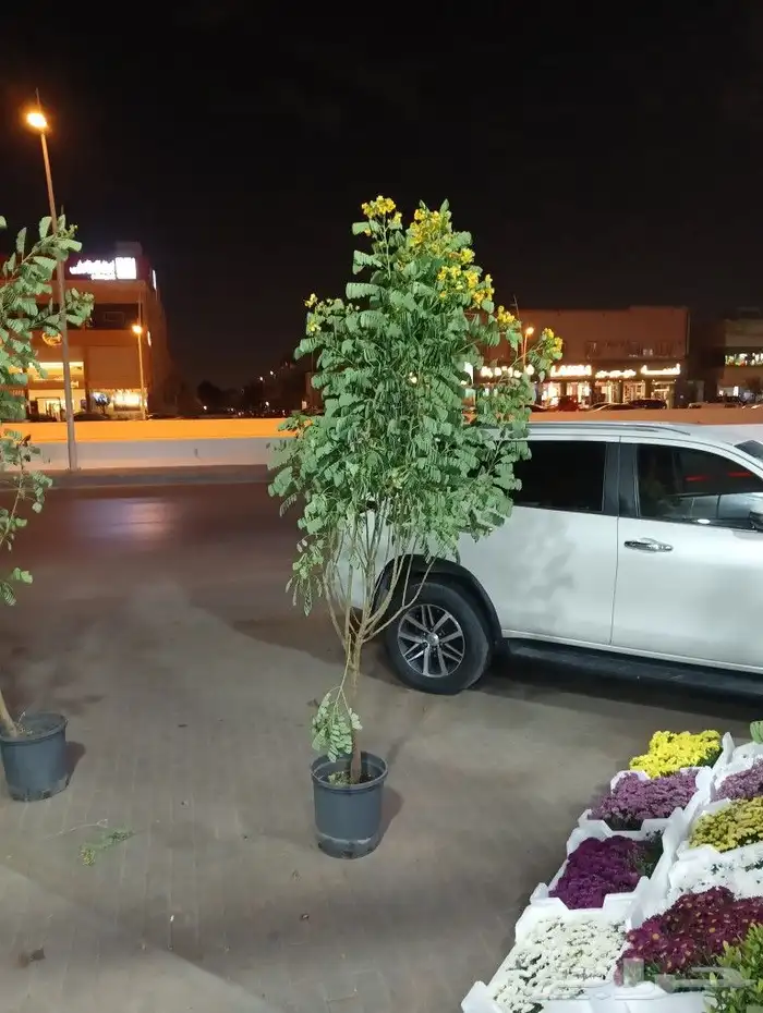مشتل زراعي وتنسيق الحدايق 6