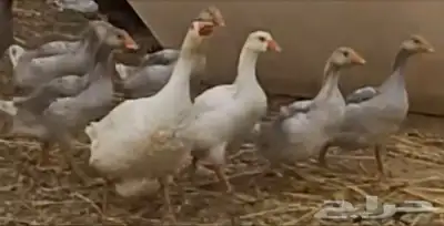 وز للبيع 1