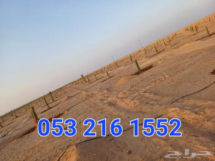 يوجد لدينا فسايل نخيل خلاص حساء ونقوم بقشع وغرس الفسايل 3