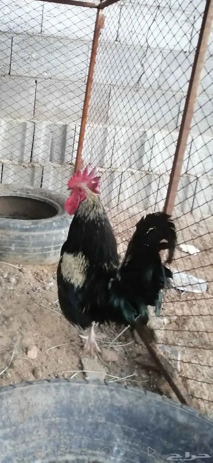 طقم بط بلدي للبيع على السوم حضان 3