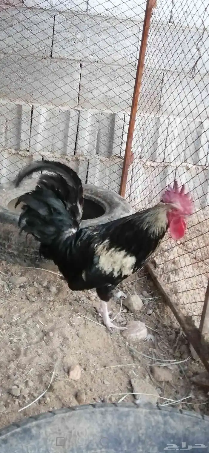طقم بط بلدي للبيع على السوم حضان 1