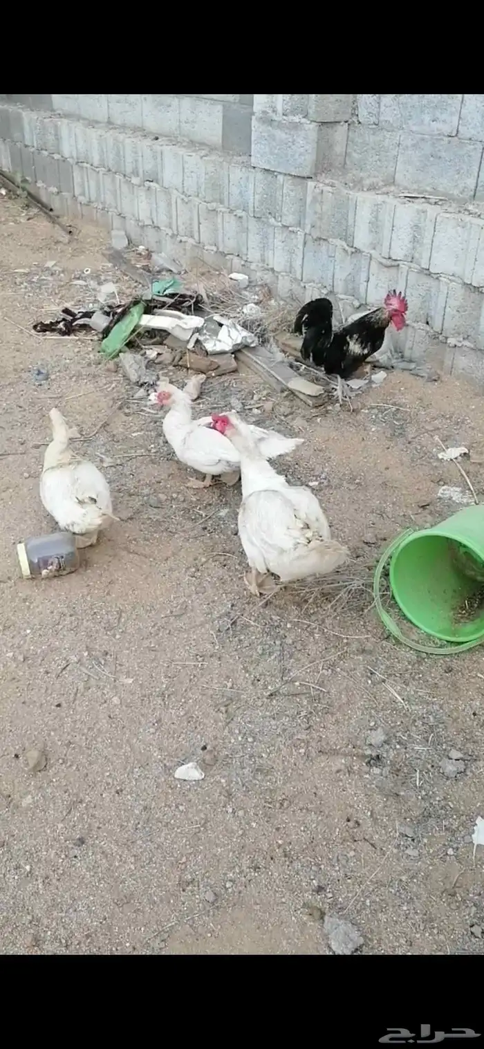 طقم بط بلدي للبيع على السوم حضان 0