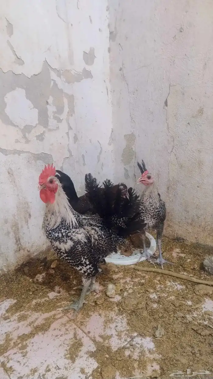 تم البيع 0