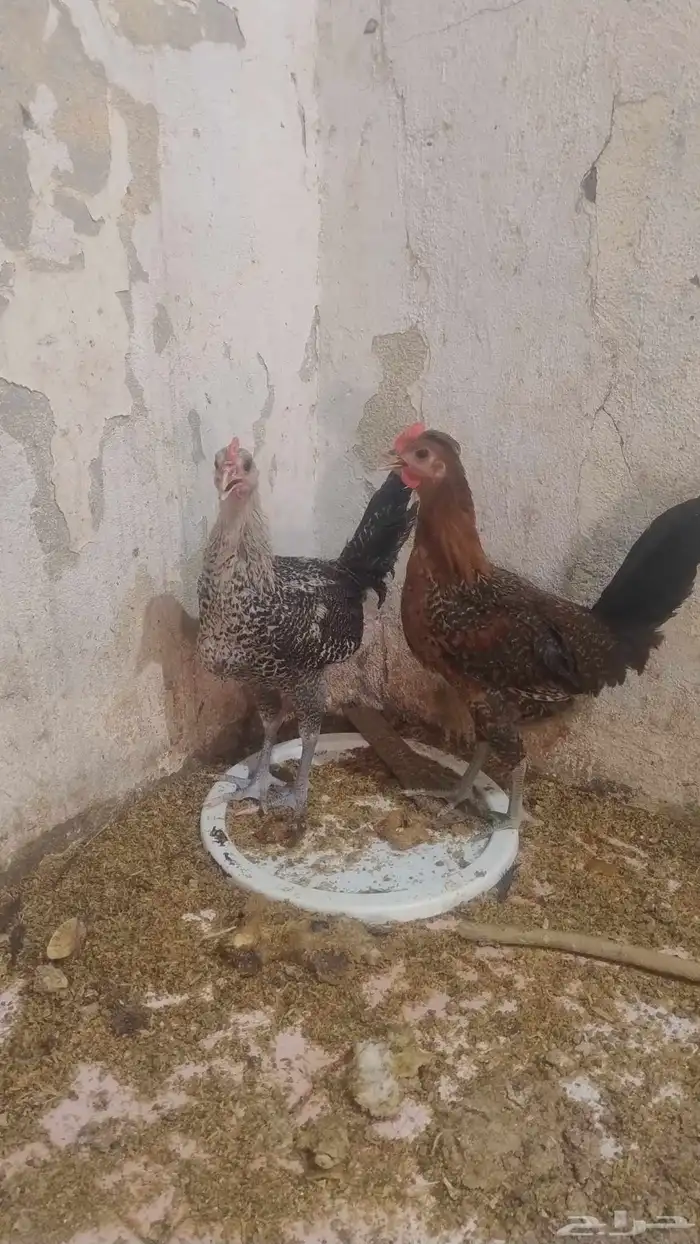 تم البيع 1