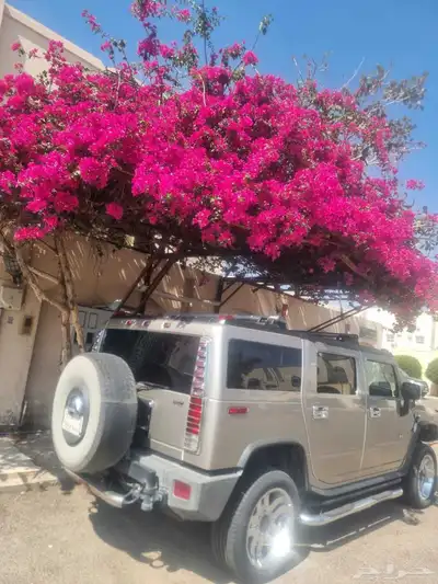 همر نظيف جدا استخدام بسيط 1