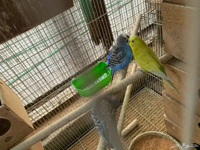 طيور حب هولندي 2