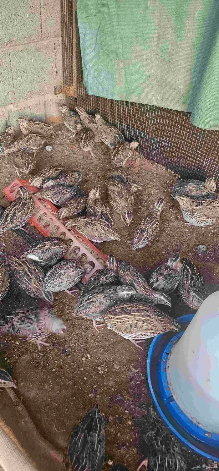 سمان حي او مذبوح 0