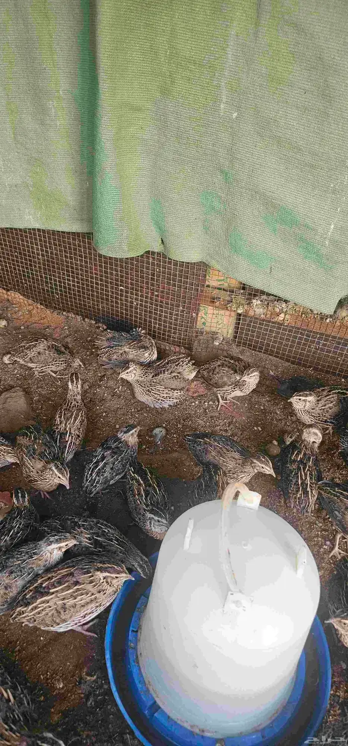 سمان حي او مذبوح 2