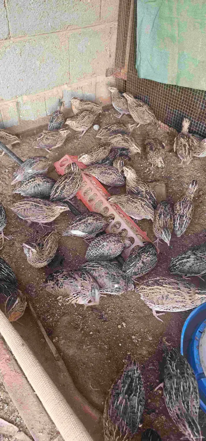 سمان حي او مذبوح 1