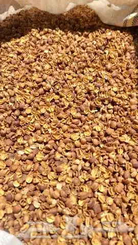 قشر بن ذهبي اصفر ذهب 2