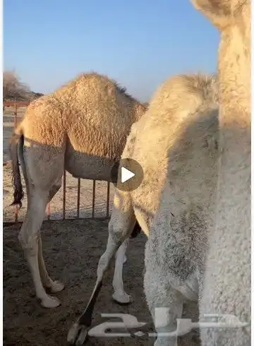 لبيع المفاريد قعود وبكره التواصل 0