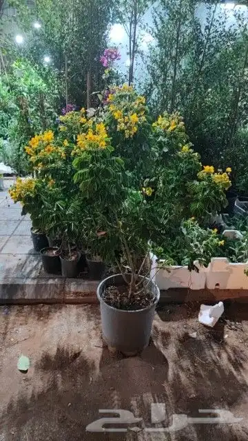 مشتل تنسيق حدائق 8