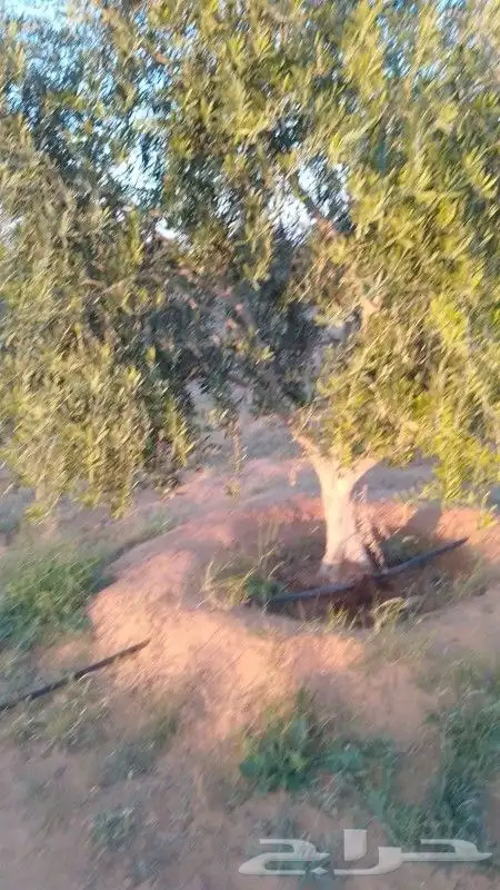 زيتون مثمر معمر نيبالي 8