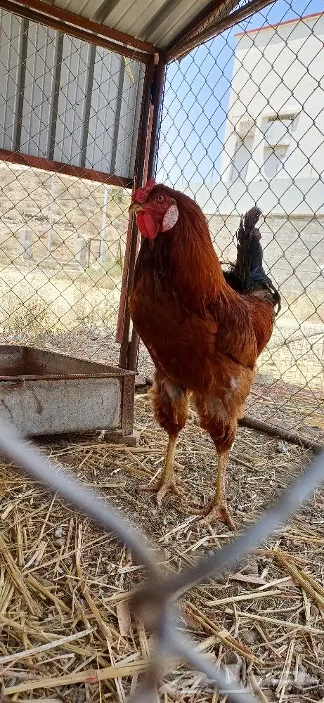ديك ابراهمي وثنتين اناثي 5