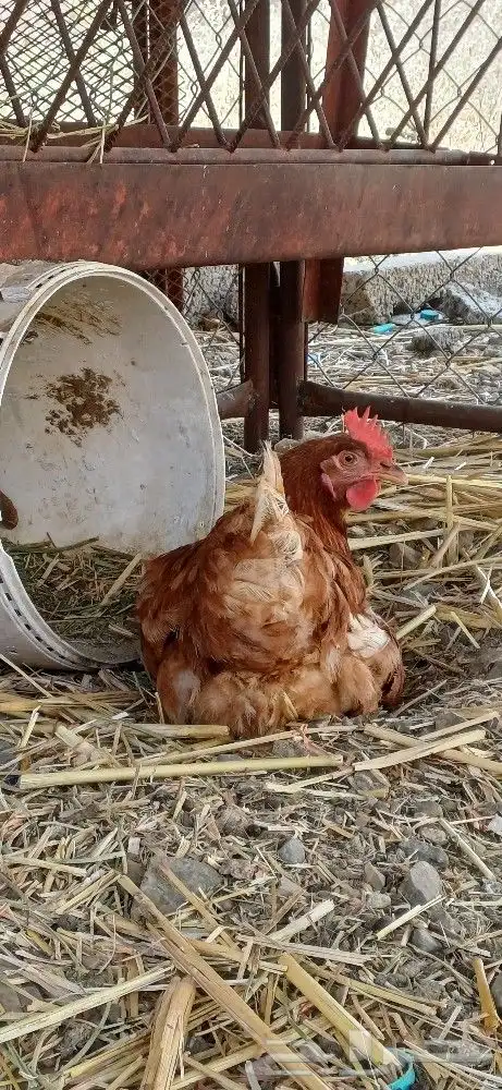 ديك ابراهمي وثنتين اناثي 1