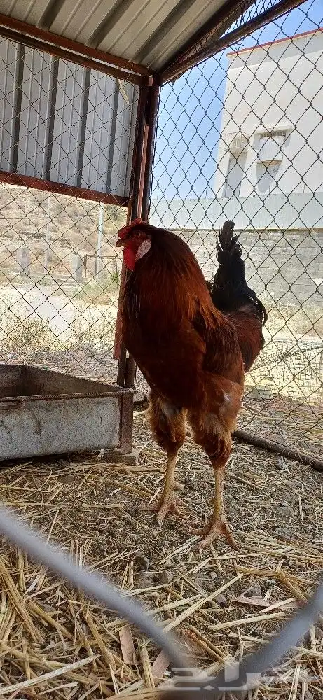 ديك ابراهمي وثنتين اناثي 8