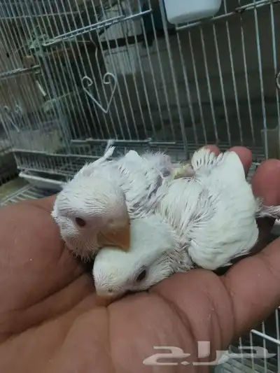 فروخ روز غر جميلة وصحة ممتازة للبيع 0