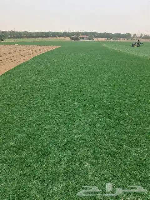 ثيل سي 2000 صافي وطبيعي جراده قولي مزرعه الخرج 0