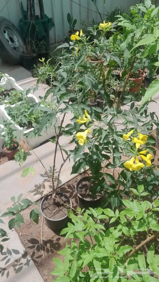 مشتل تنسيق حدائق 2