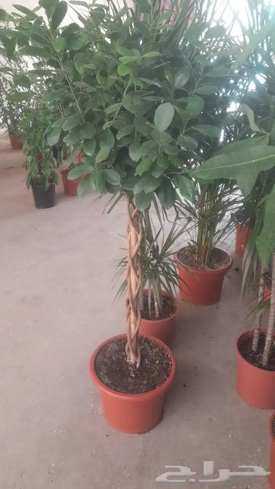 مشتل تنسيق حدائق 0