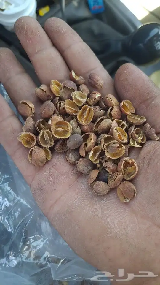 قشر بن ذهبي اصفر ذهب 1