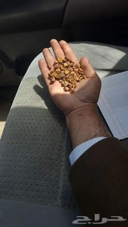 قشر بن ذهبي اصفر ذهب 0