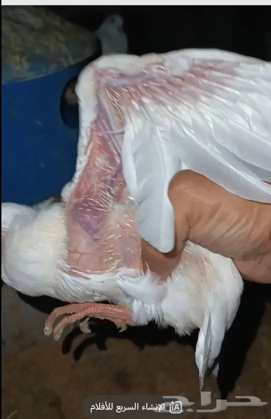 افراخ حمام فرنسي سلفر وابيض لاحم إ 2