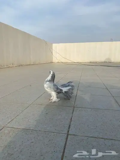 حمام هزاز 1