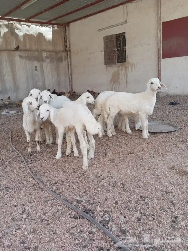 طليان تم البيع 0